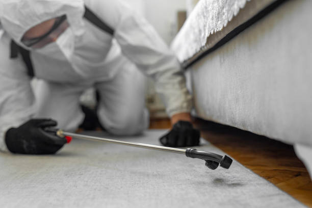 Professional Bed Bug Control technician working in Augusta, KY